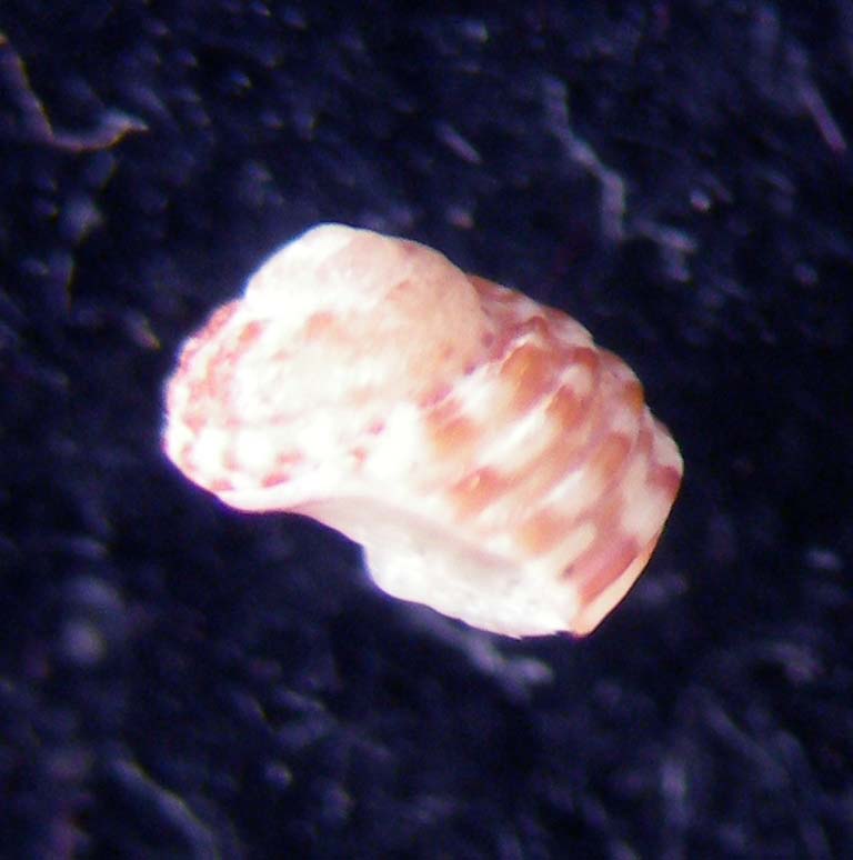 gibbula